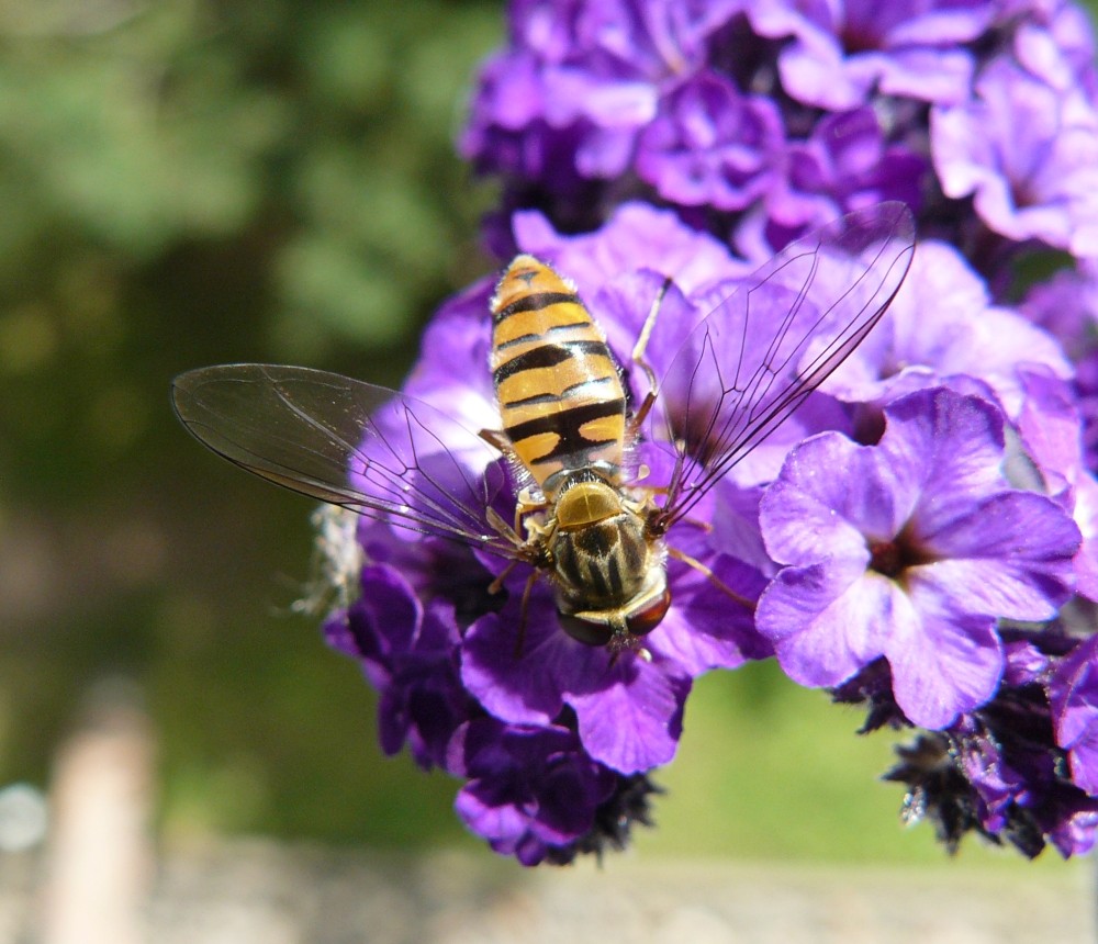 Schwebfliege auf Vanillepflanze