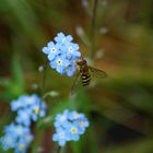 schwebfliege auf vergissmeinnicht