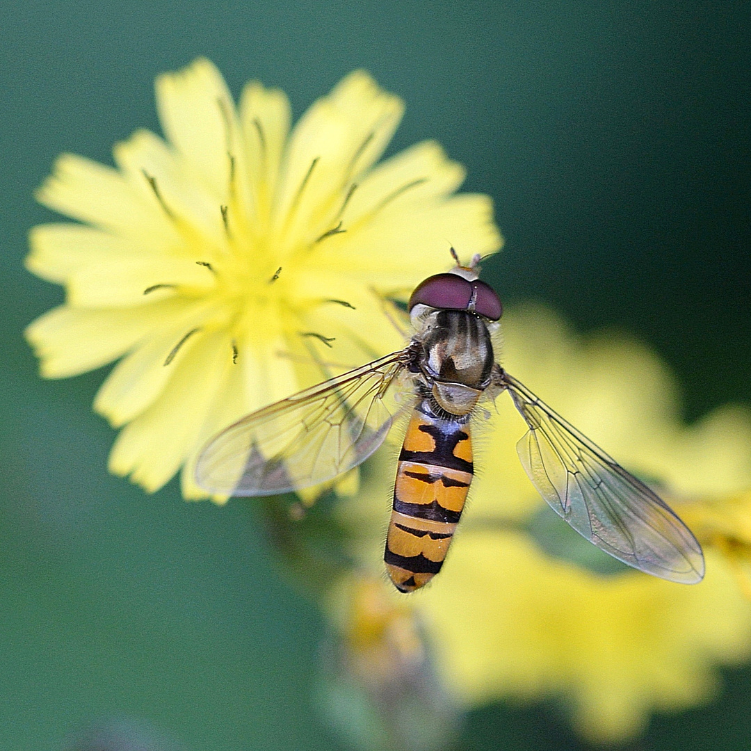 Schwebfliege auf Waldhabichtskraut.