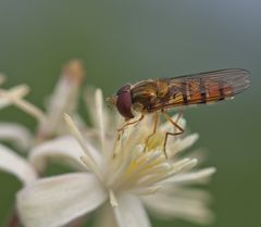 Schwebfliege auf Waldrebe