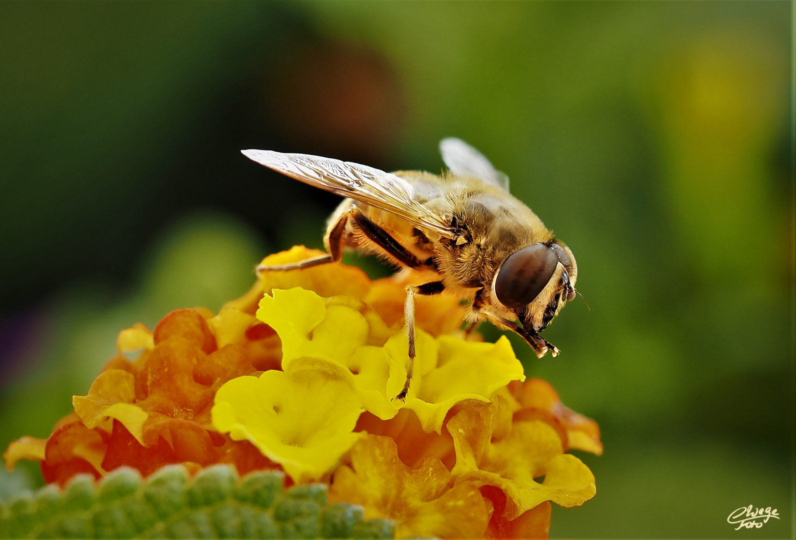 Schwebfliege auf Wandelröschen