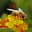 Schwebfliege auf Wandelröschen