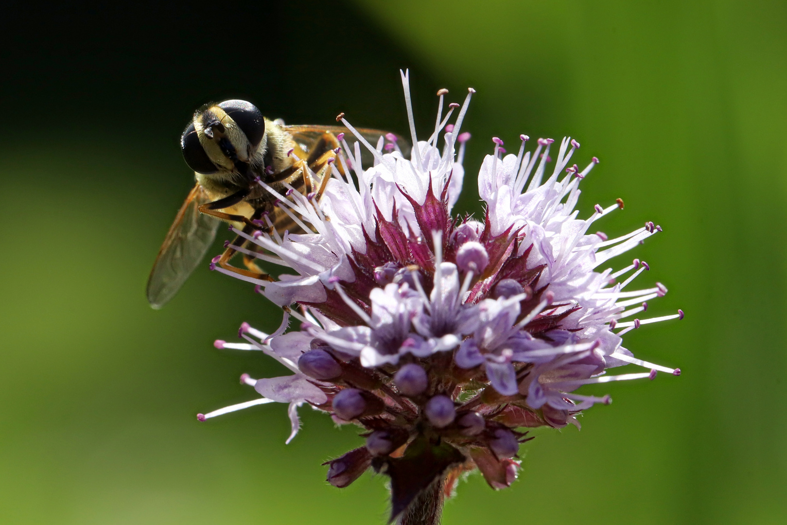 Schwebfliege auf Wasserminze  -  hoverfly on water mint