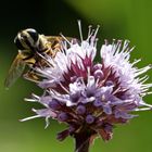 Schwebfliege auf Wasserminze  -  hoverfly on water mint