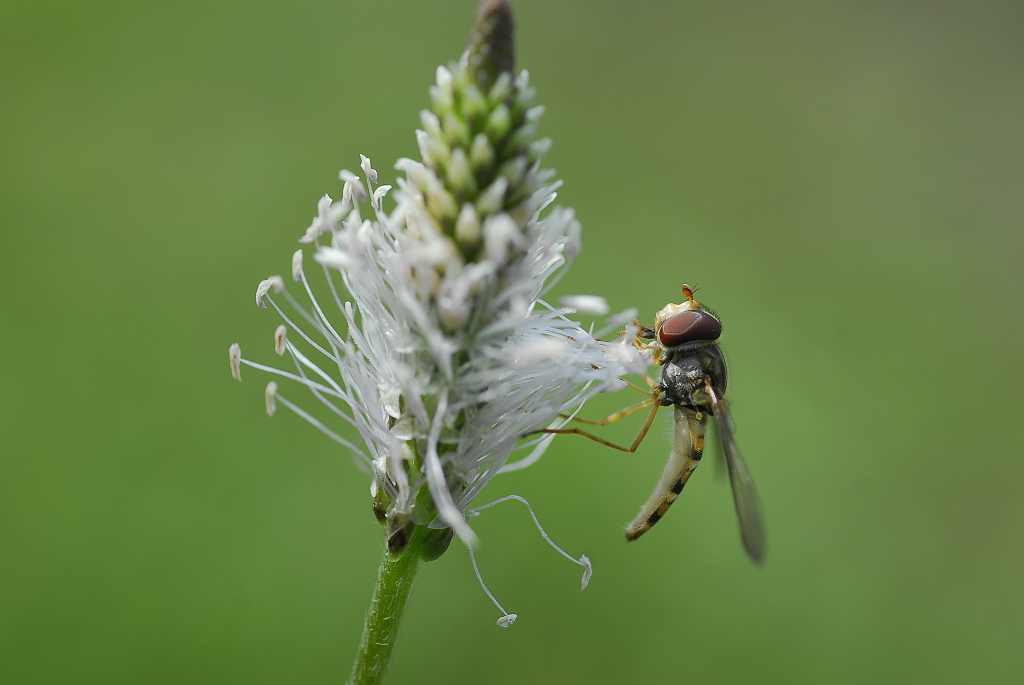 Schwebfliege auf Wegerich