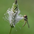 Schwebfliege auf Wegerich