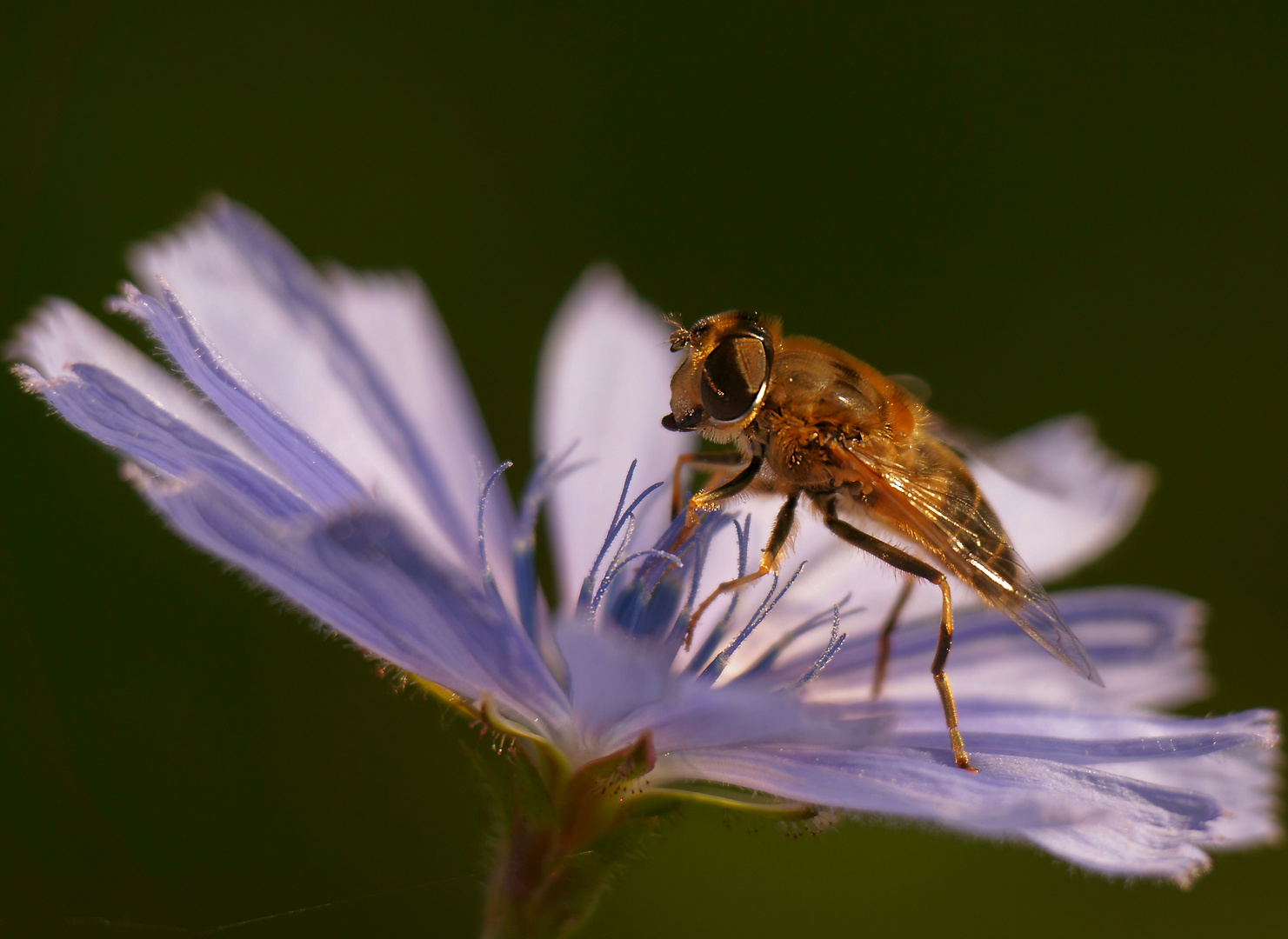 Schwebfliege auf Wegwarte