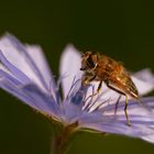 Schwebfliege auf Wegwarte