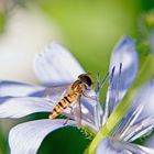 Schwebfliege auf Wegwarte