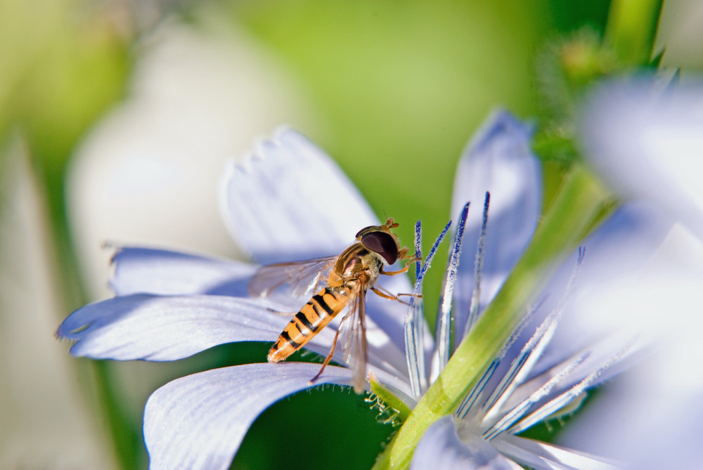 Schwebfliege auf Wegwarte