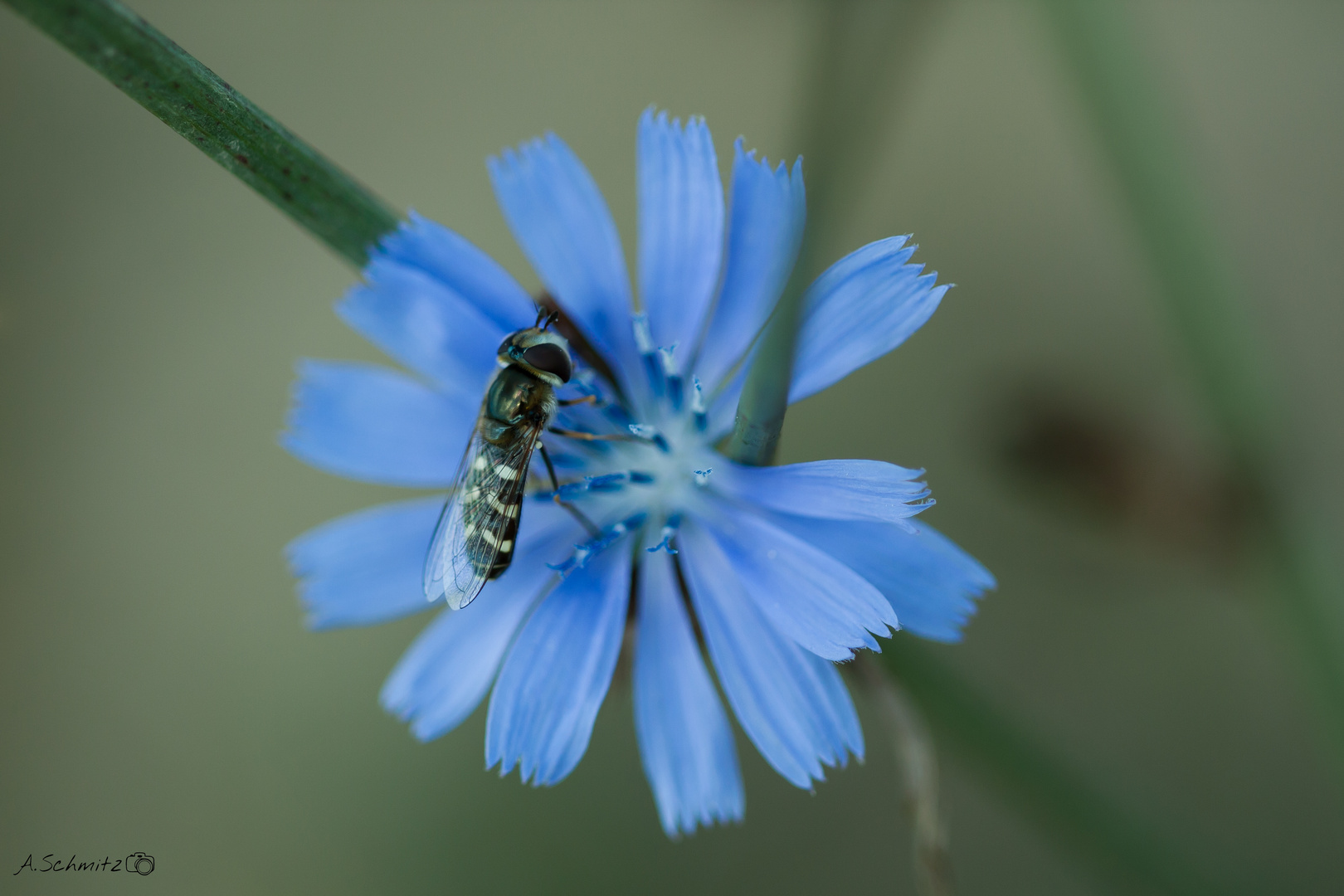 Schwebfliege auf Wegwarte