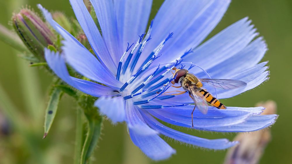 Schwebfliege auf WEGWARTE (Zichorie)   - 2 -