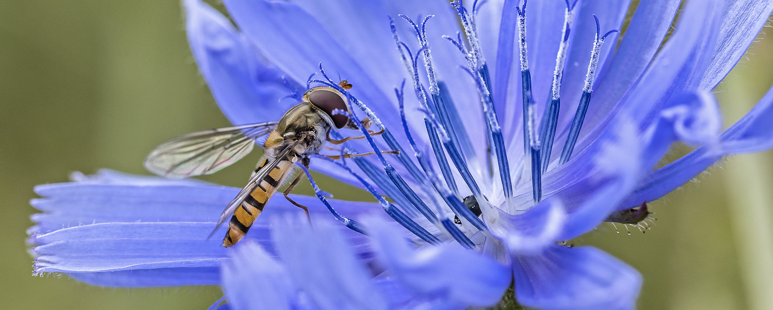 Schwebfliege auf WEGWARTE (Zichorie)