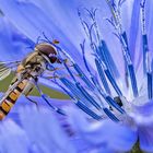 Schwebfliege auf WEGWARTE (Zichorie)