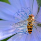 Schwebfliege auf Wegwartenblüte