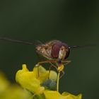 Schwebfliege auf Weinraute