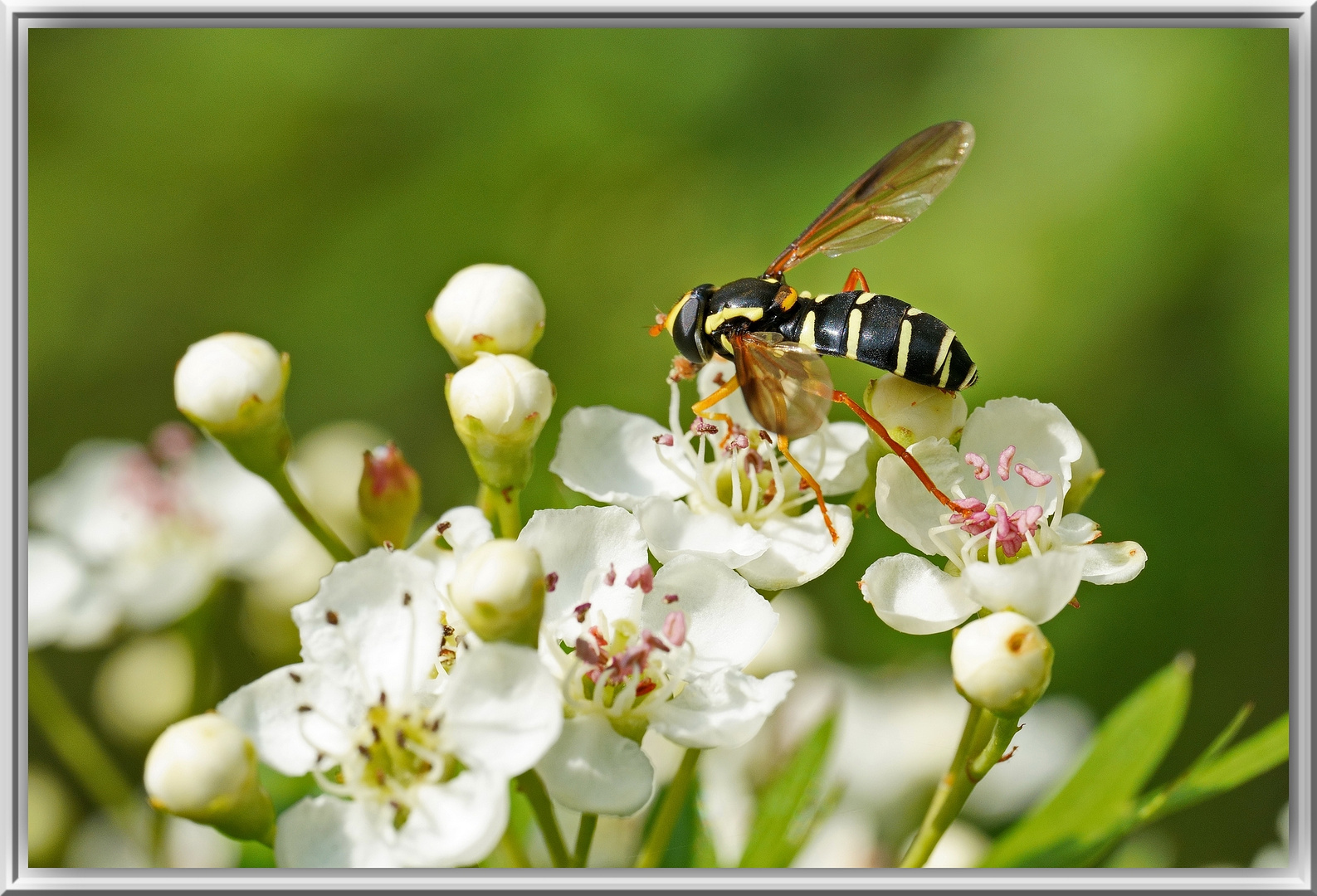 Schwebfliege auf Weißdorn