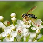 Schwebfliege auf Weißdorn