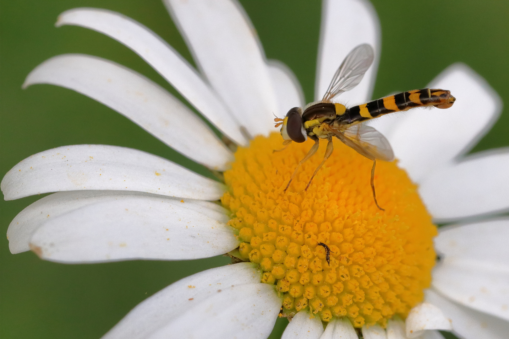 Schwebfliege auf Wiesenmargerite