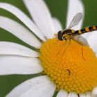 Schwebfliege auf Wiesenmargerite