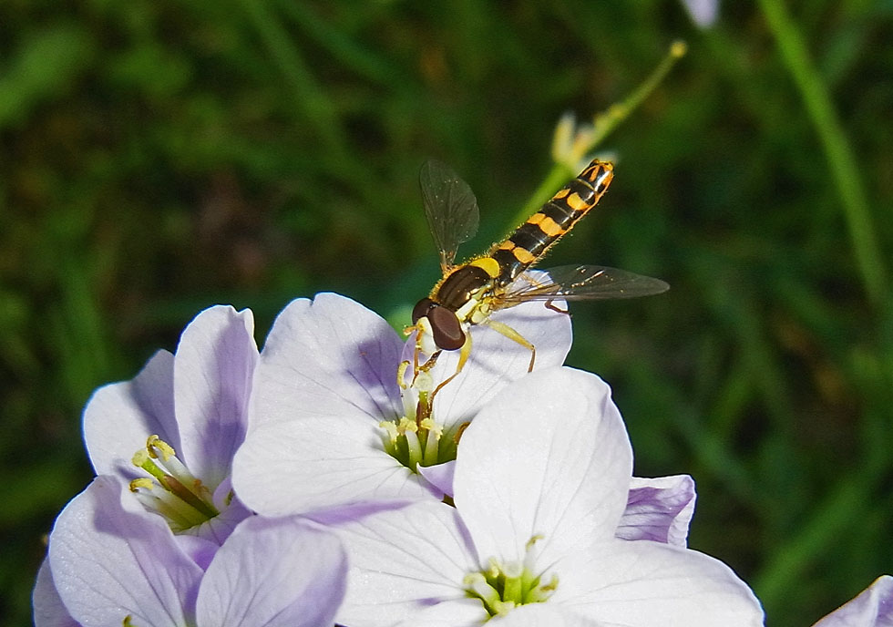 Schwebfliege auf Wiesenschaumkraut