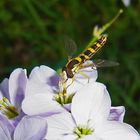 Schwebfliege auf Wiesenschaumkraut