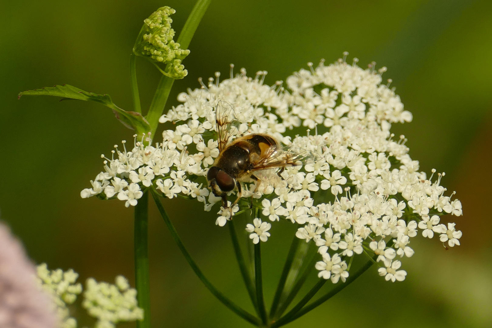 Schwebfliege auf Wilder Möhre