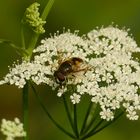 Schwebfliege auf Wilder Möhre