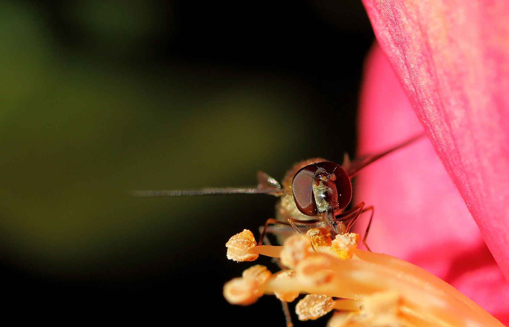 Schwebfliege auf Winterkamelie