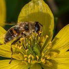 Schwebfliege auf Winterling