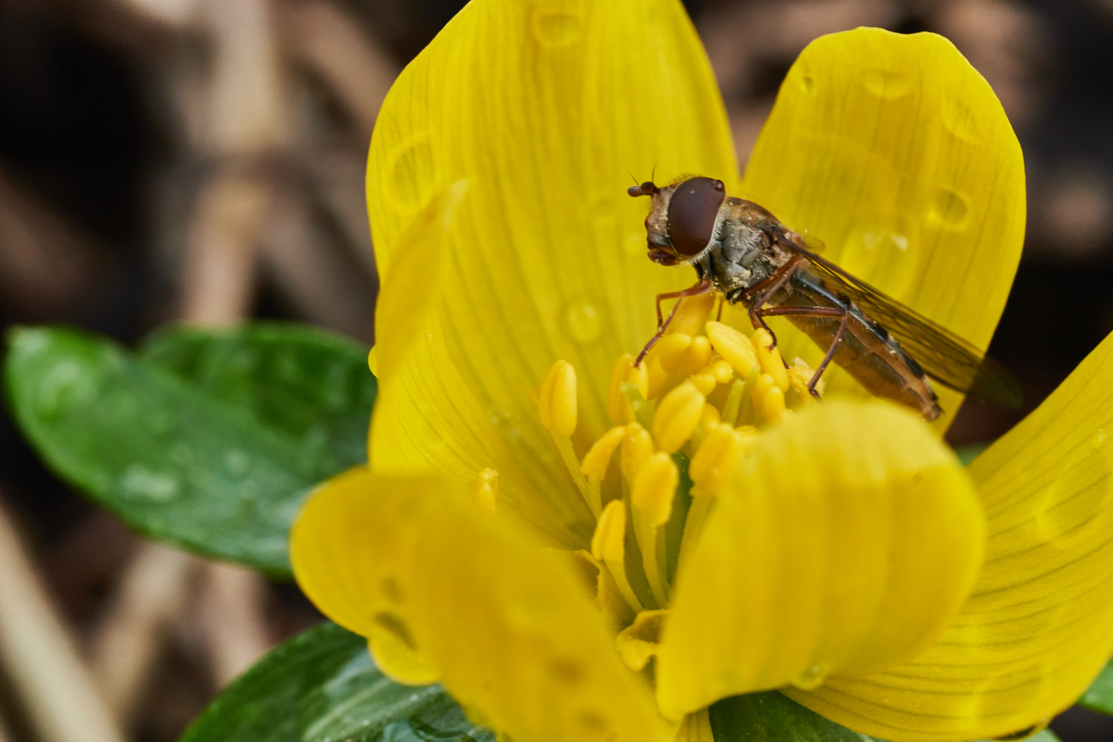 Schwebfliege auf Winterlinge