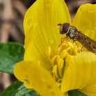 Schwebfliege auf Winterlinge