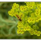 Schwebfliege auf Wolfsmilch