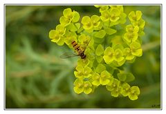 Schwebfliege auf Wolfsmilch