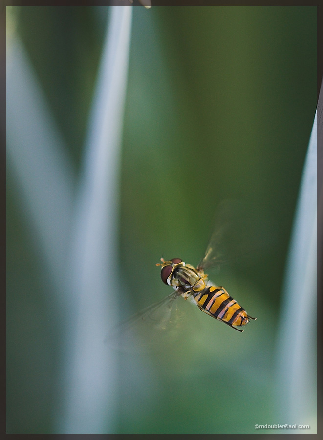 Schwebfliege aufm Körnertrip - Sidestory Getreide