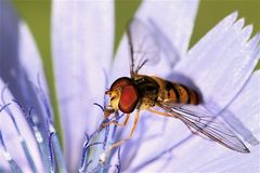 Schwebfliege aus dem Archiv