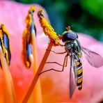 Schwebfliege, aus wärmeren Zeiten