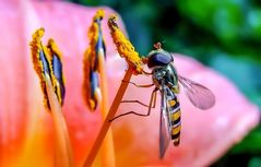 Schwebfliege, aus wärmeren Zeiten