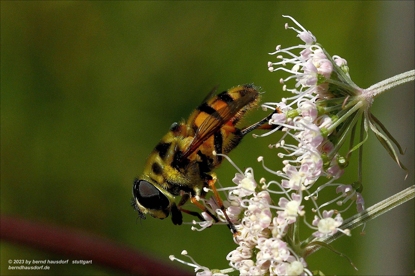 Schwebfliege