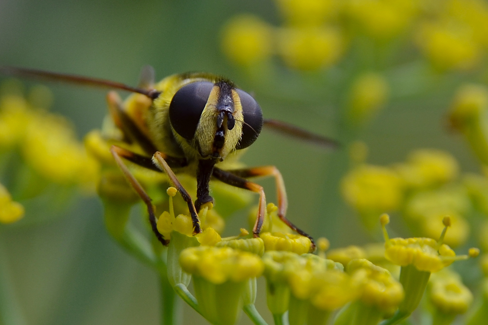 Schwebfliege