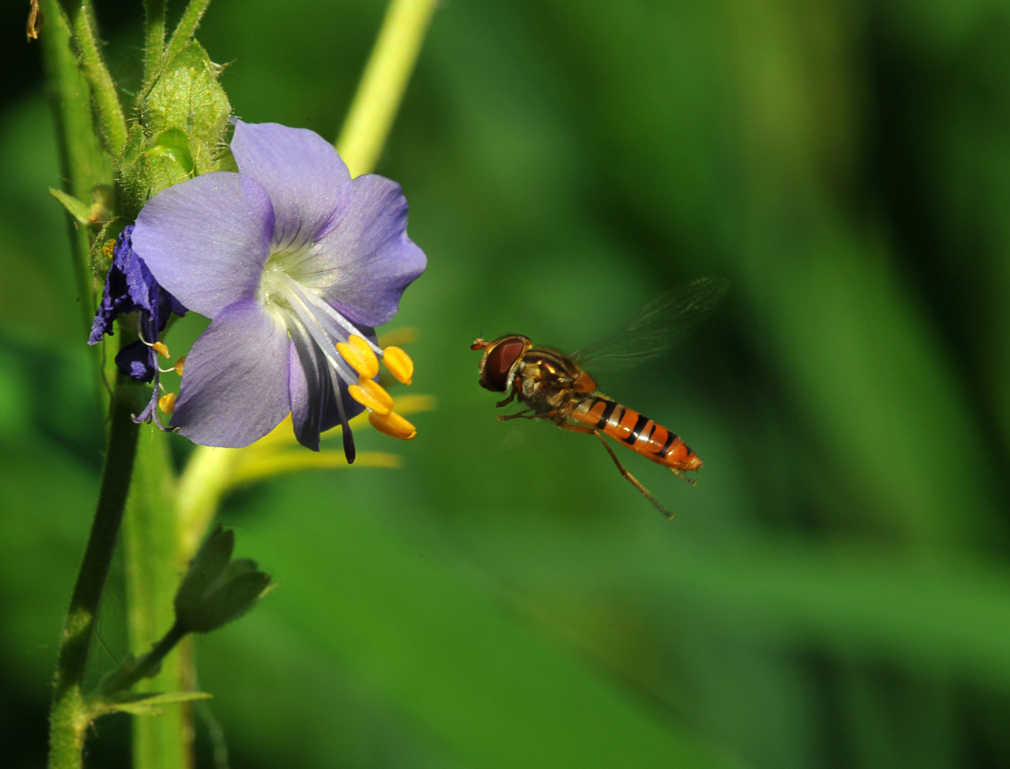 Schwebfliege