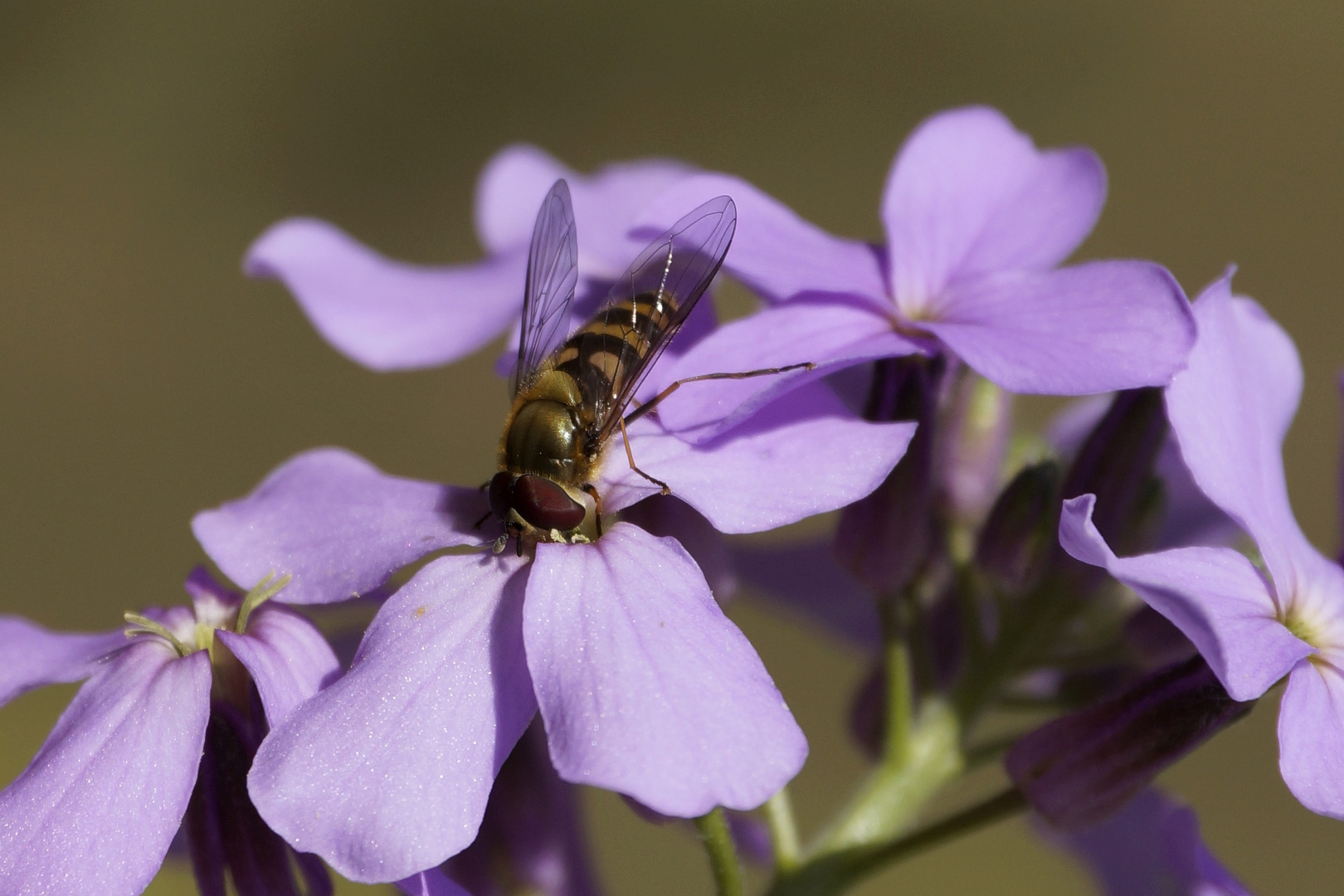 Schwebfliege