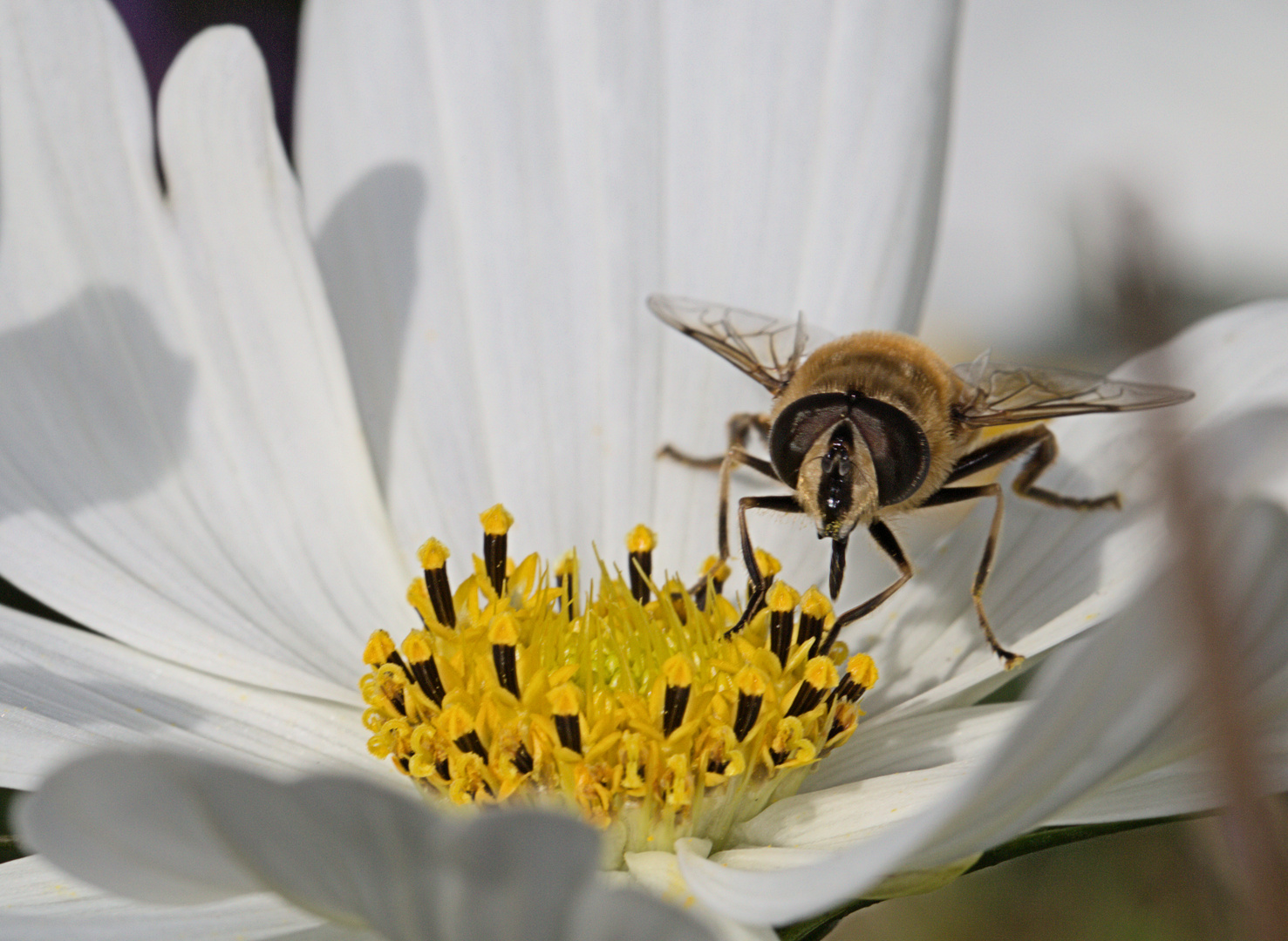 Schwebfliege bei der Arbeit