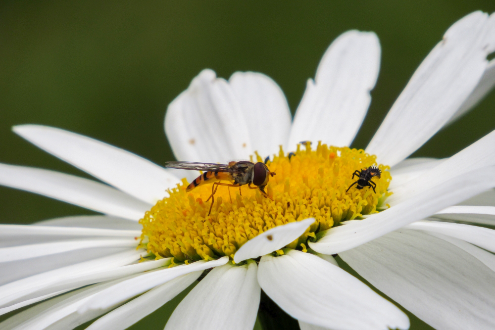 Schwebfliege bei der Arbeit.