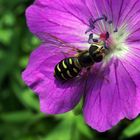 Schwebfliege bei der Arbeit