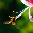 Schwebfliege bei der Arbeit