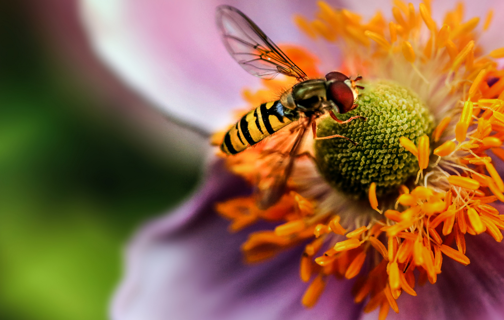 Schwebfliege bei der Arbeit