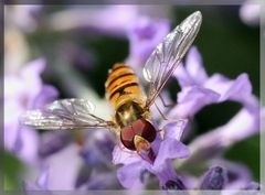 Schwebfliege bei der "Arbeit"