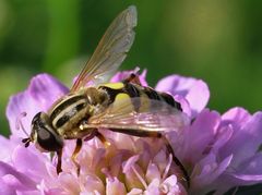 Schwebfliege bei der Mahlzeit