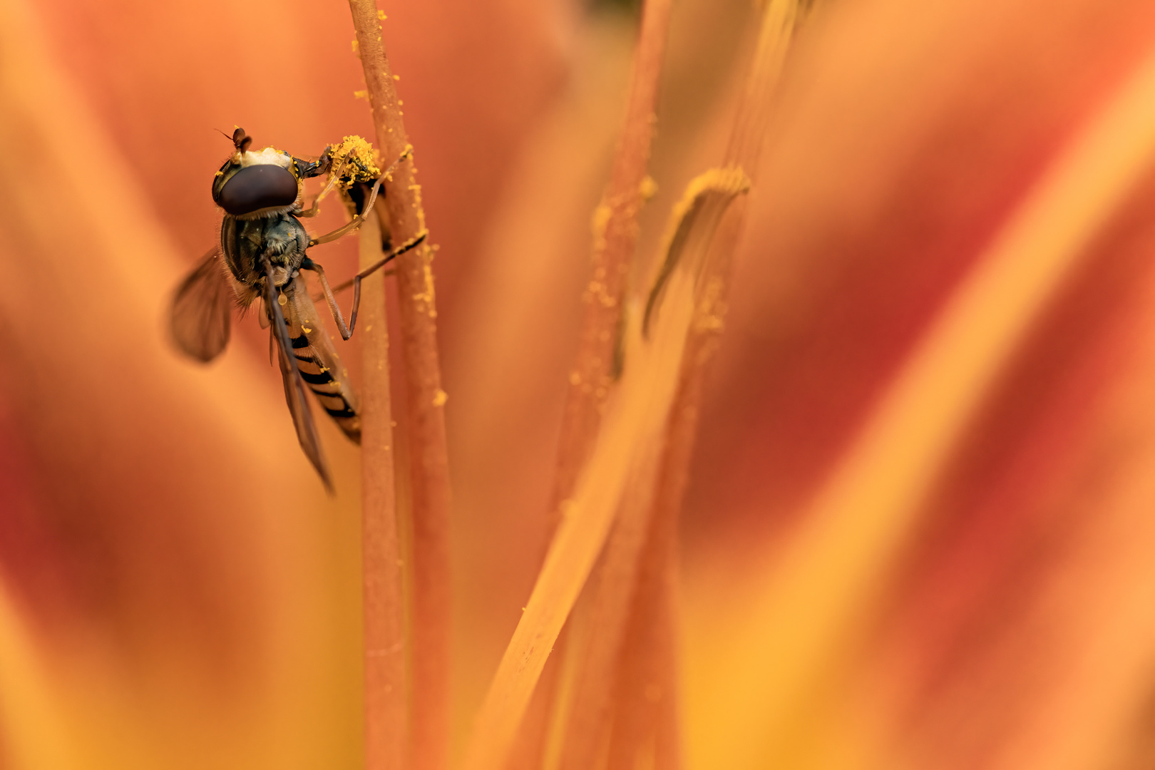 Schwebfliege bei der Mahlzeit